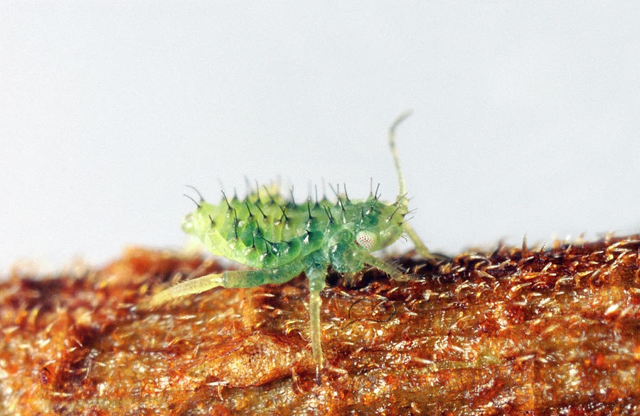 Chinese Elm Aphid Nymph Photograph by Uk Crown Copyright Courtesy Of ...