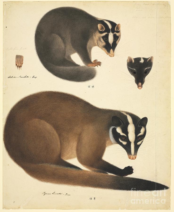 Nature Photograph - Chinese Ferret Badger, 19th Century by Natural History Museum, London
