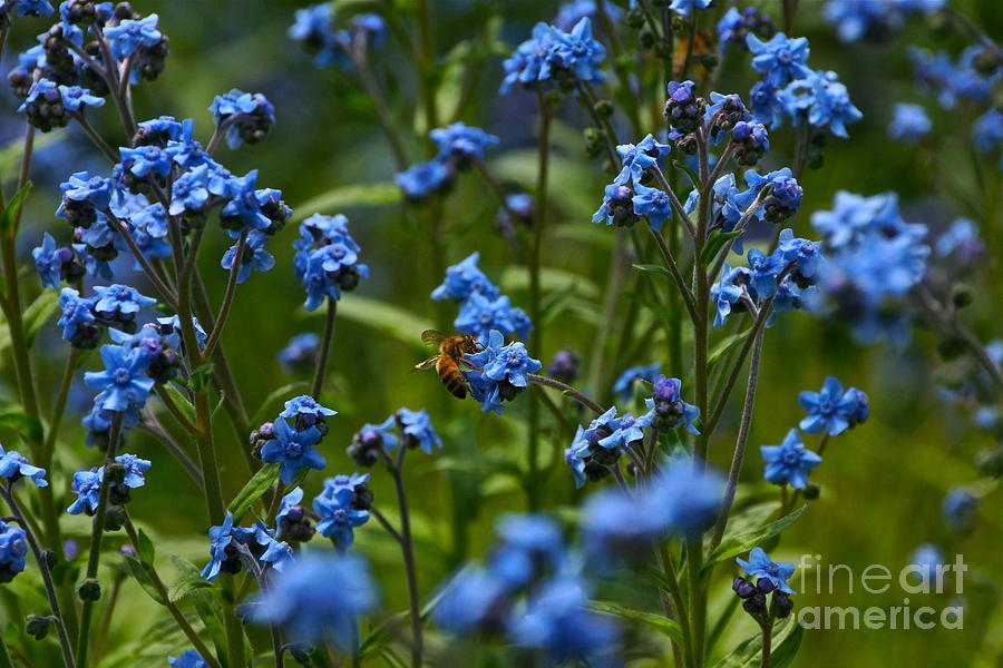 Chinese Forget Me Nots and Honey Bee Photograph by Byron Varvarigos
