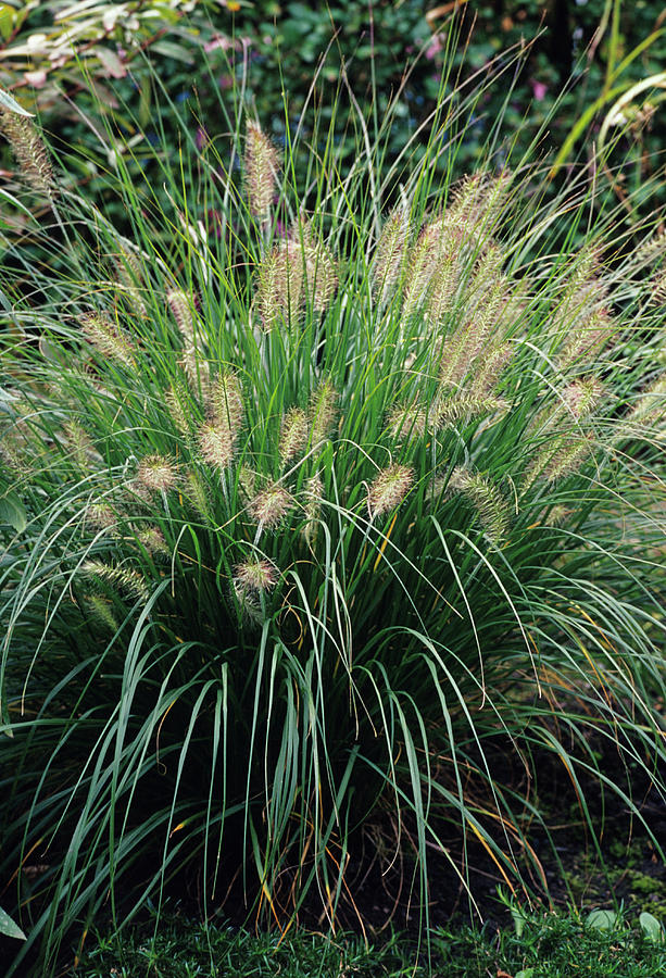 Chinese Fountain Grass Photograph by Duncan Smith/science Photo Library