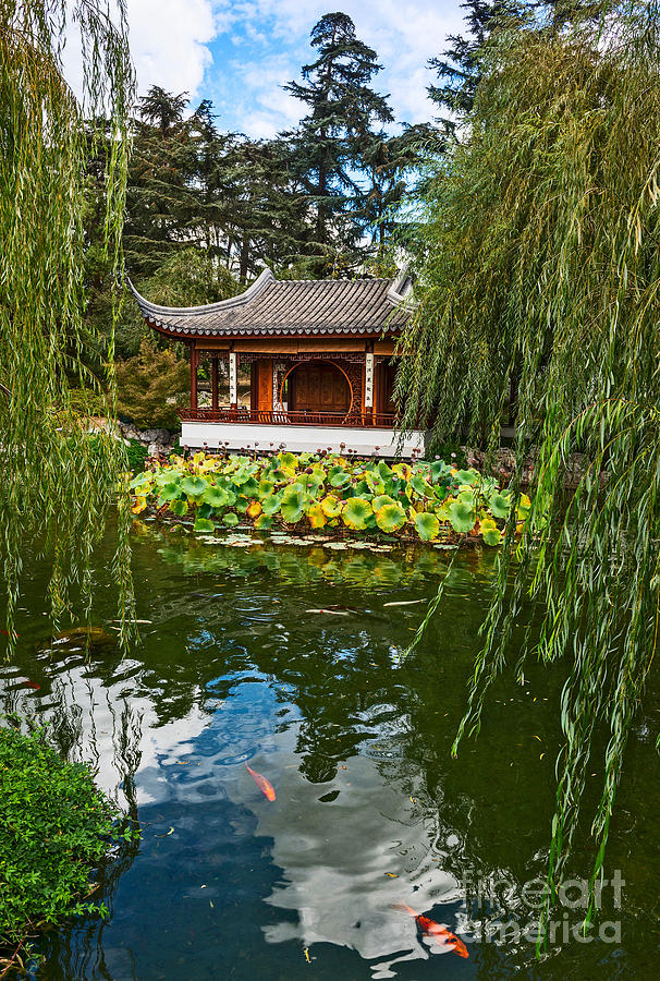 Tree Photograph - Chinese Garden Dream by Jamie Pham