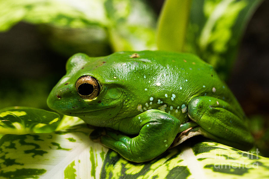 Chinese Gliding Frog On Leaf Photograph by Deanna Wright