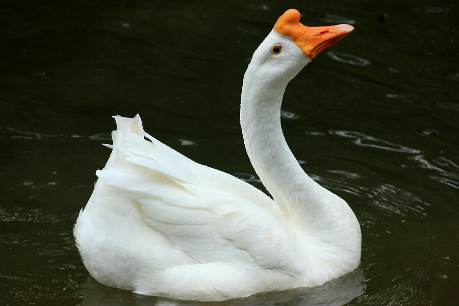 chinese-goose-photograph-by-jessica-beyenhof-fine-art-america