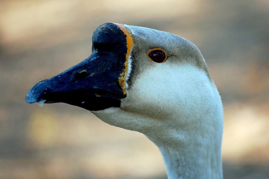 Chinese Goose Photograph by Lisa Phillips