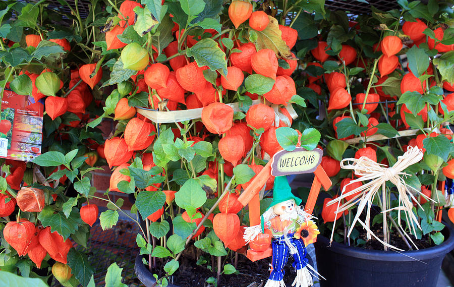 Chinese Lantern Plant Photograph by Gerry Bates