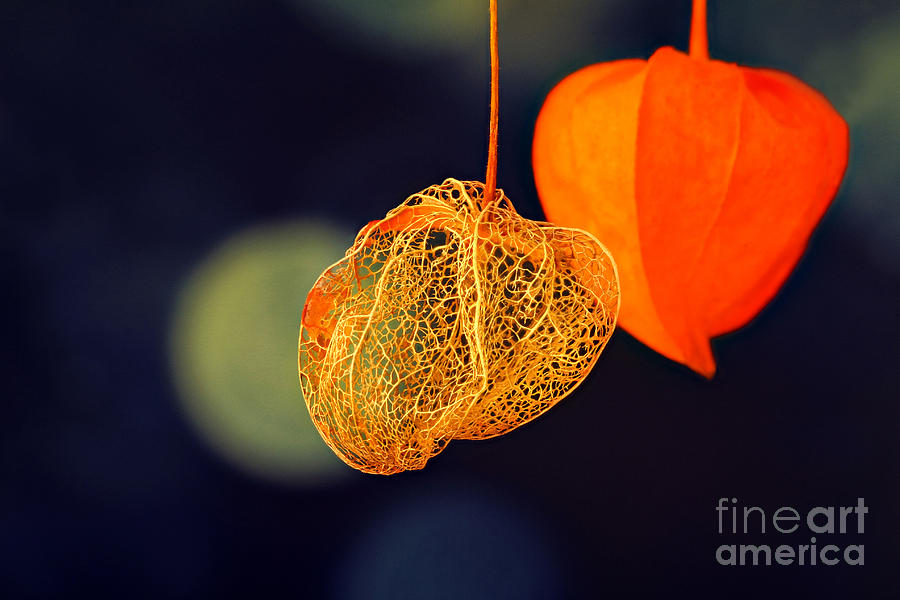 Nature Photograph - Chinese Lantern Plant by Onelia PGPhotography