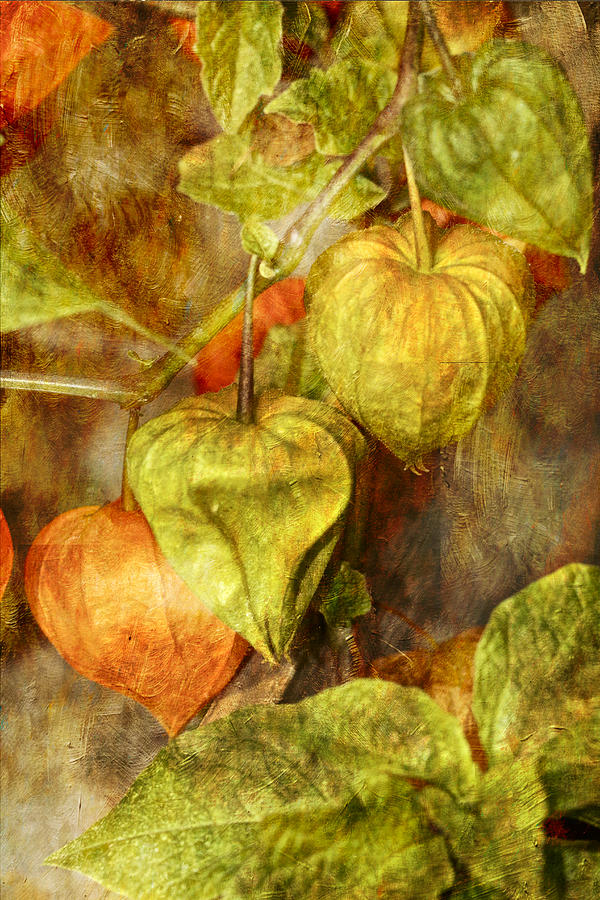 Chinese Lanterns Plant - Physalis alkekengi Photograph by Carol Senske
