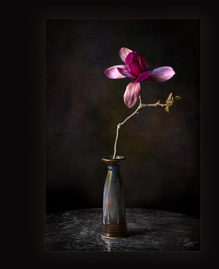 Chinese magnolia In Vase Photograph by Endre Balogh