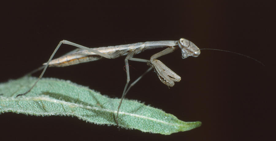 Chinese Mantis Photograph by Harry Rogers