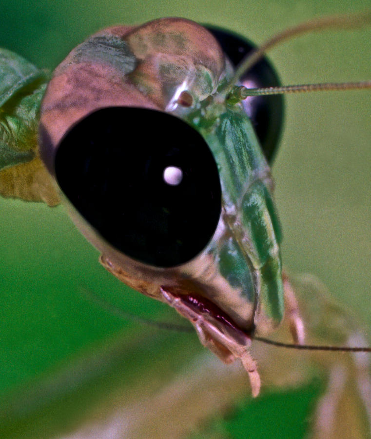 Flower Photograph - Chinese Mantis Macro Close UP #1 by Leslie Crotty