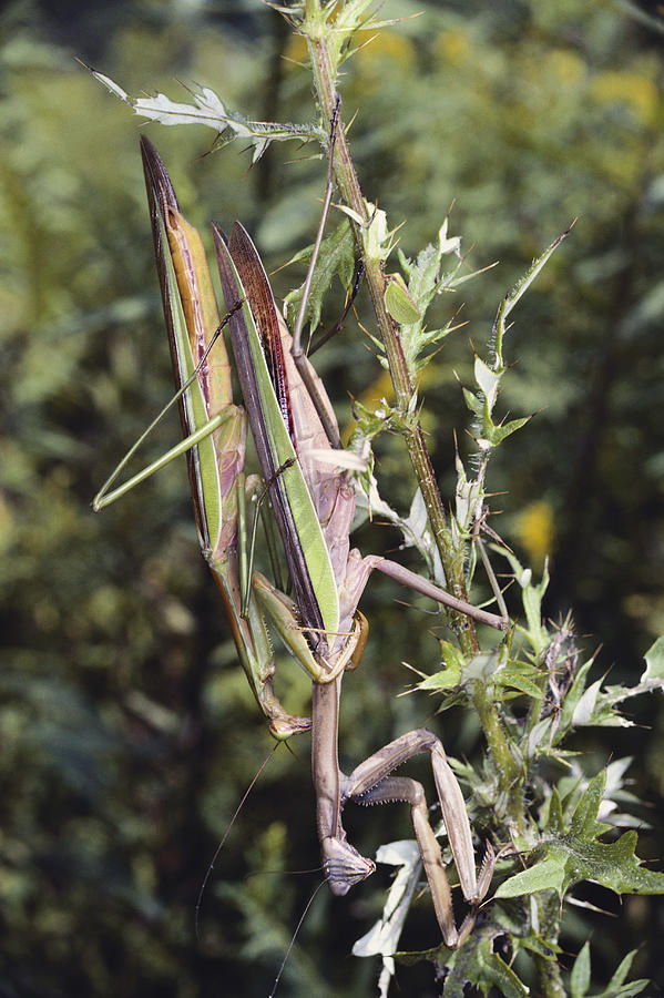 Chinese Mantises Photograph by Millard H. Sharp