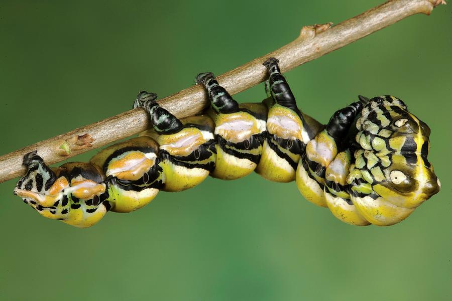 Chinese Owl Moth Caterpillar Photograph by Pascal Goetgheluck/science Photo Library