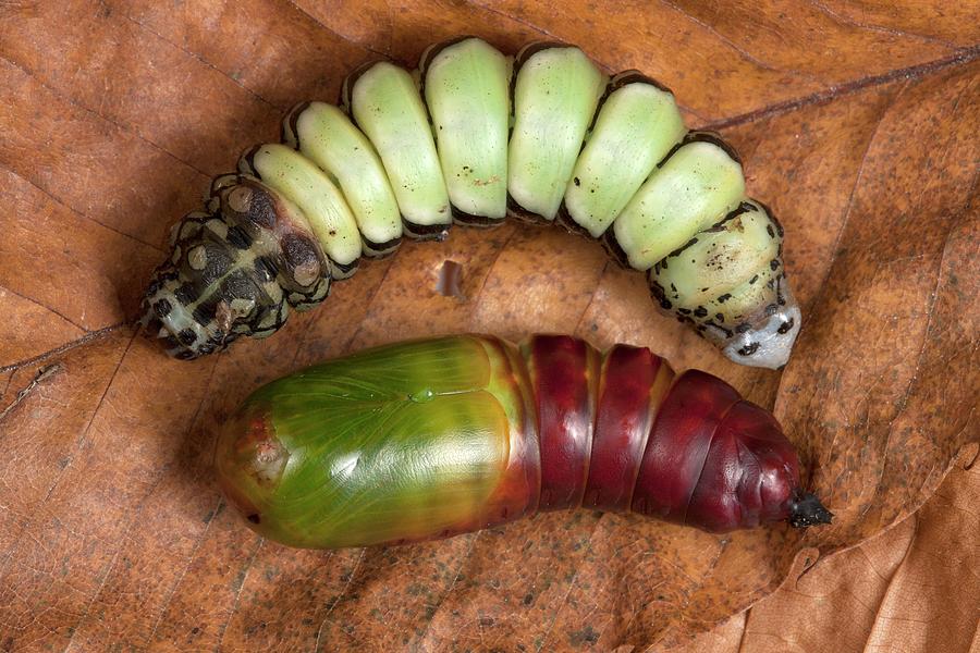 Chinese Owl Moth Larva And Chrysalid Photograph by Pascal Goetgheluck/science Photo Library