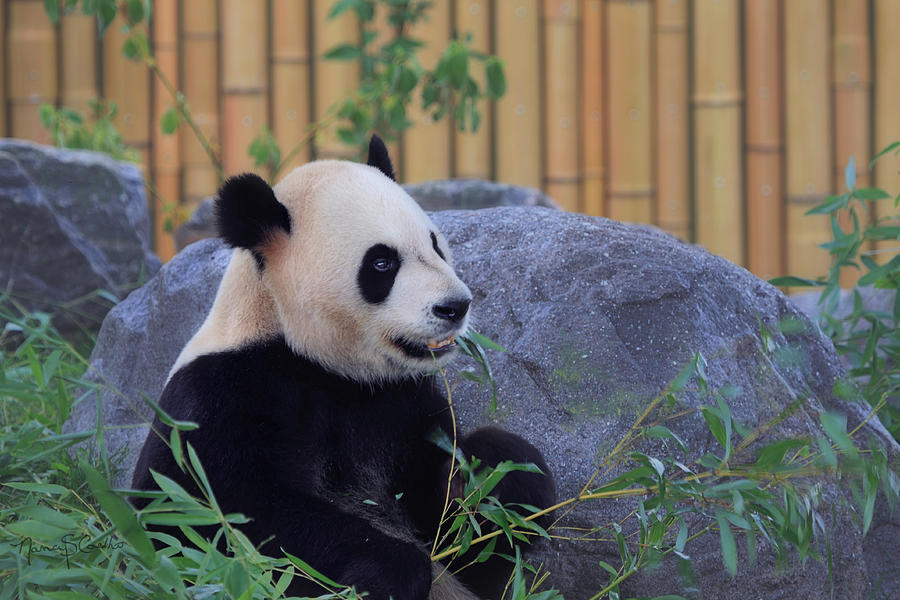Chinese Panda Photograph by Nancy  Coelho