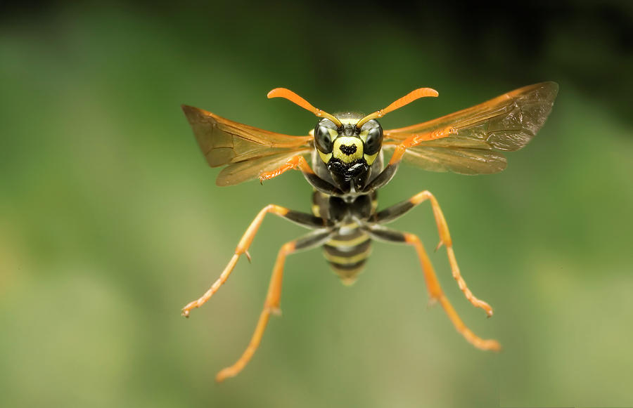 Chinese Paper Wasp Photograph by Michael Durham