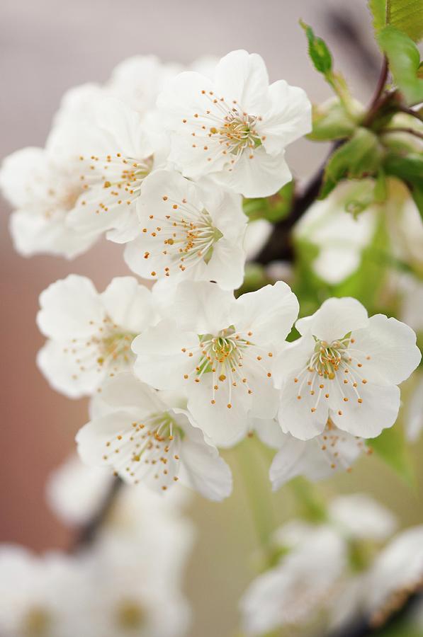 Chinese Pear Blossom (pyrus Pyrifolia) Photograph by Maria Mosolova
