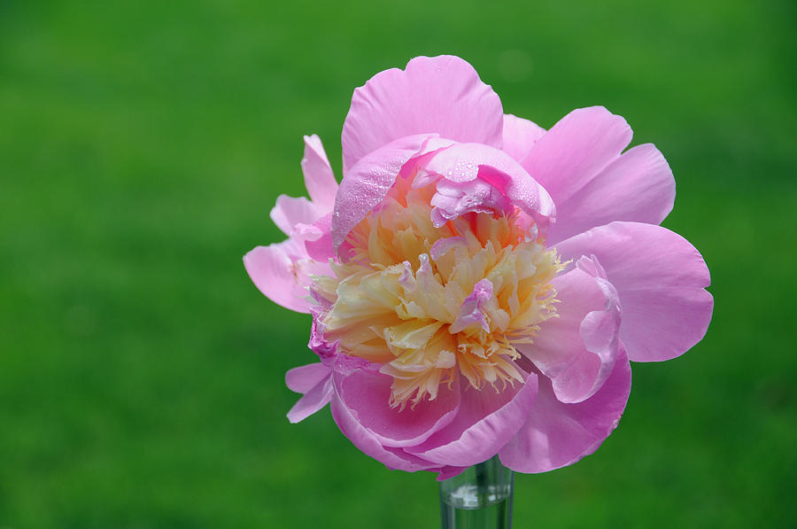 Chinese Peony Photograph by Bonnie Sue Rauch