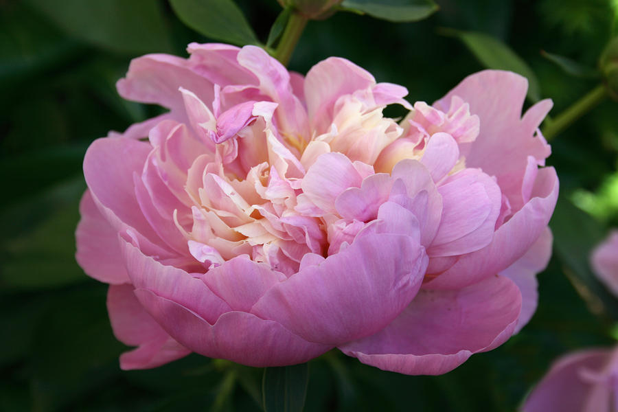 Chinese Peony Paeonia Lactiflora Photograph by Bonnie Sue Rauch