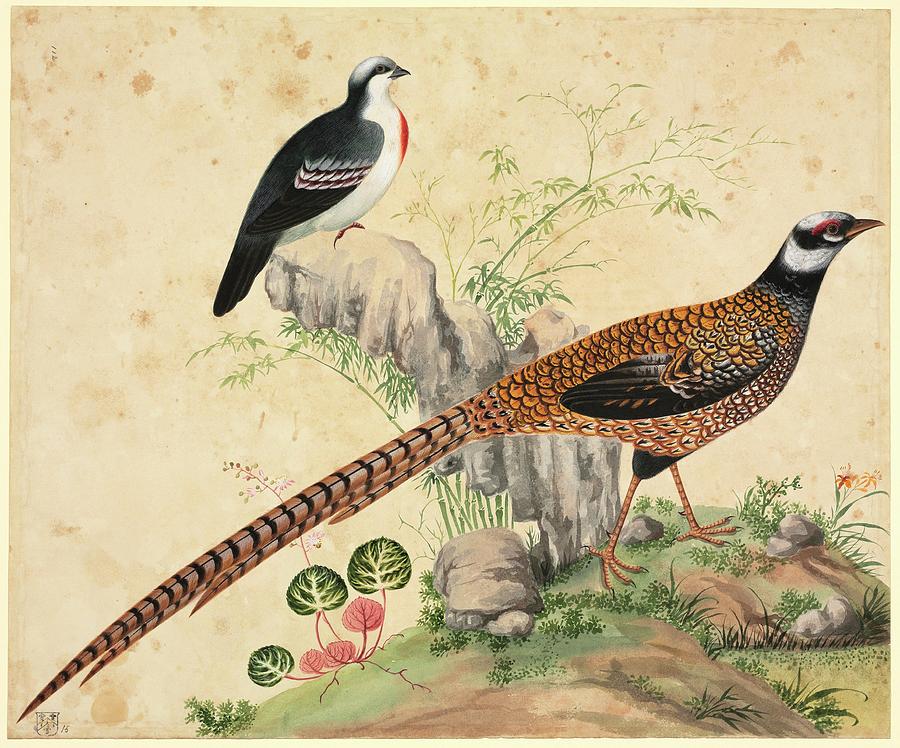 Chinese Pheasants Photograph by Natural History Museum, London