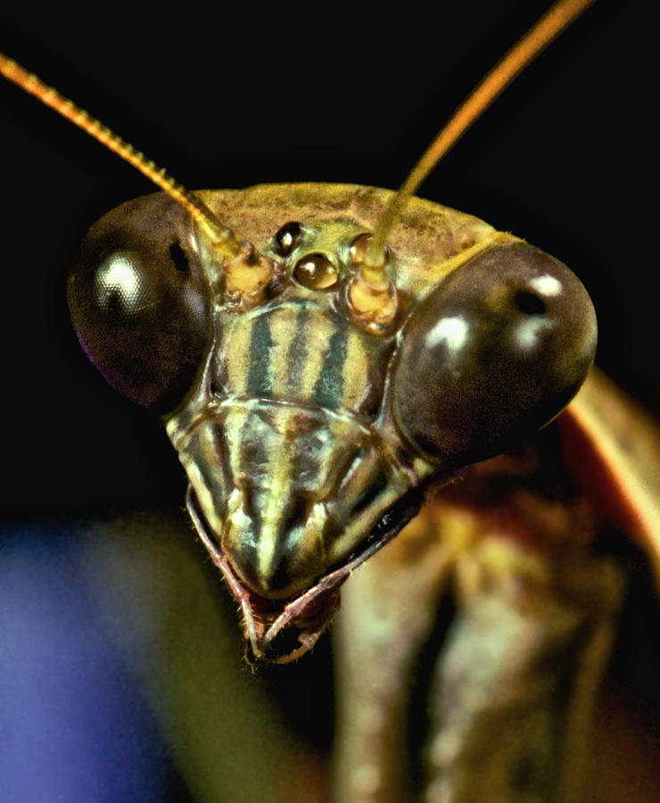 Chinese Praying Mantis #2 Photograph by Leslie Crotty - Fine Art America