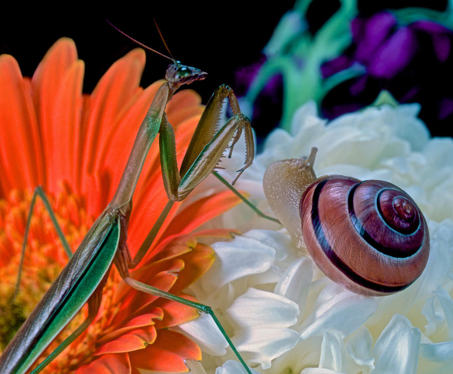 Flower Photograph - Chinese Praying Mantis Meets Snail by Leslie Crotty