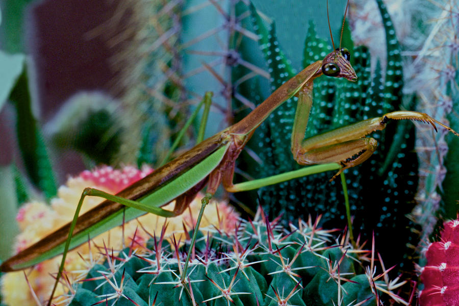 chinese praying mantis taking a walk on a cactus plant very carefully leslie crotty