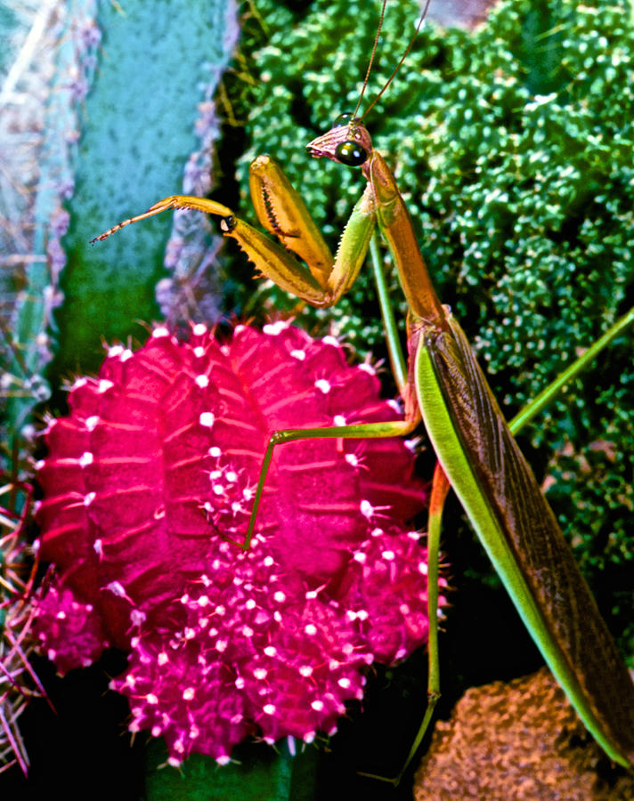 Flower Photograph - Chinese  Praying Mantis Walking Very Carefully On A Cactus Plant by Leslie Crotty