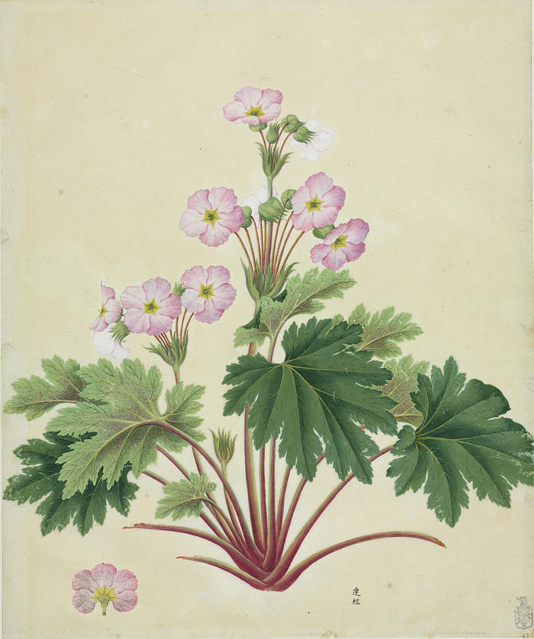 Chinese Primrose (primula Sinensis) Photograph by Natural History