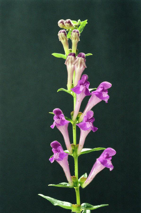 Chinese Skullcap Flowers by Science Photo Library