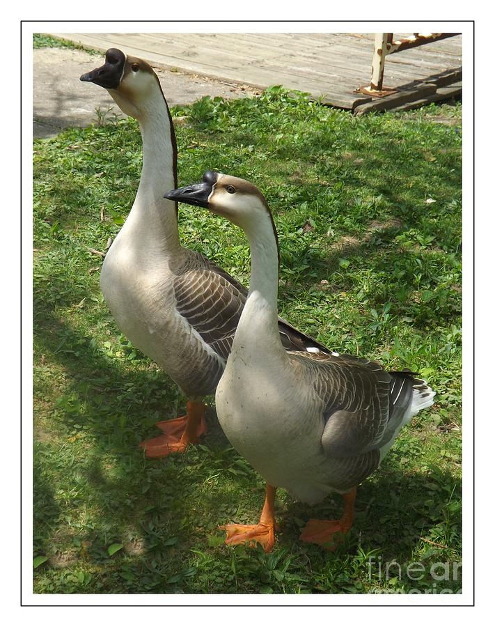 chinese-swan-goose-pair-2-photograph-by-sara-raber