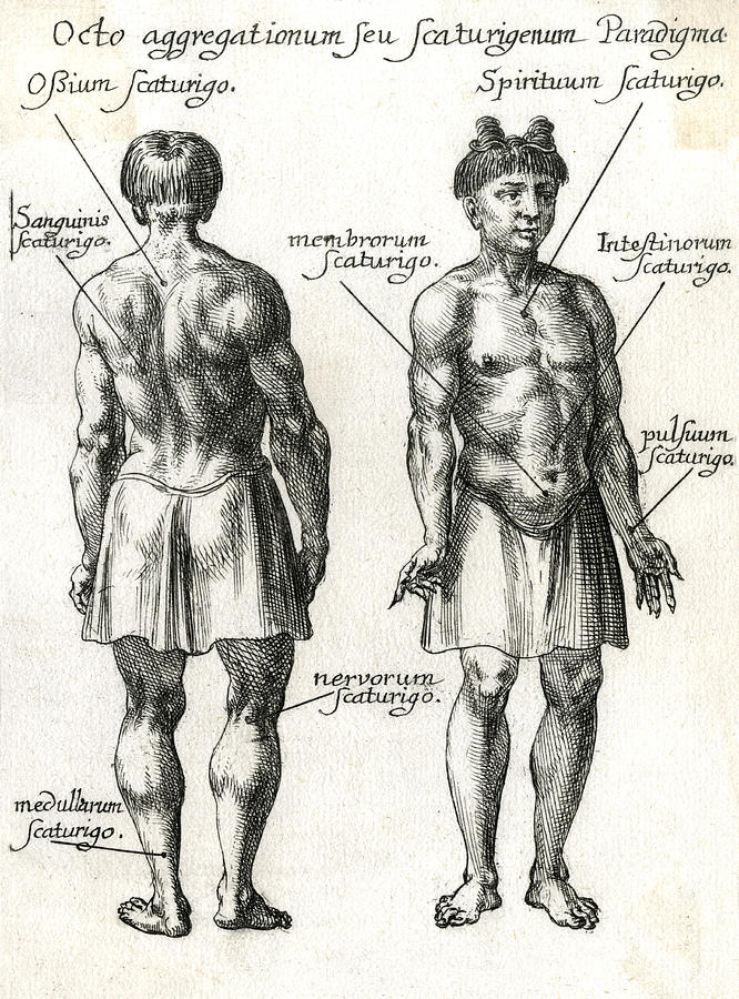 Chinese Theory Of Pulses The Human #1 Drawing by Mary Evans Picture Library  - Pixels