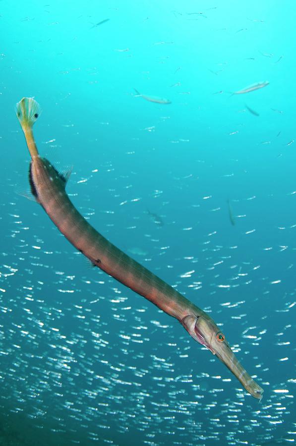 Chinese Trumpetfish Photograph by Scubazoo/science Photo Library | Fine ...