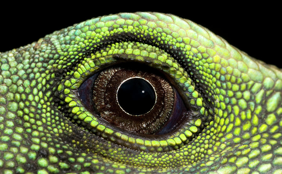 Chinese Water Dragon Eye Photograph by Nigel Downer