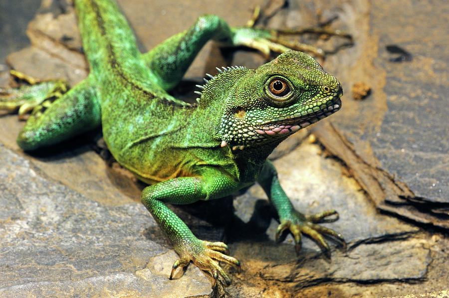 chinese-water-dragon-photograph-by-heiti-paves