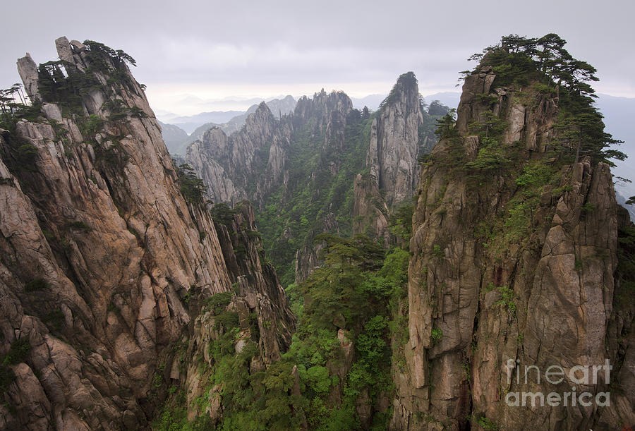 Chinese White Pine On Mt. Huangshan Photograph by John Shaw