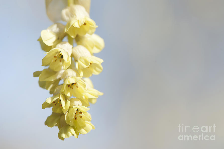 Up Movie Photograph - Chinese Winter Hazel by Anne Gilbert