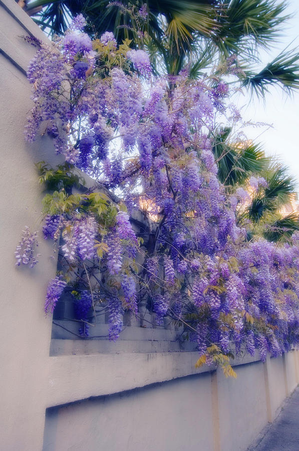 Chinese Wisteria (wisteria Sinensis) Photograph by Maria Mosolova/science Photo Library