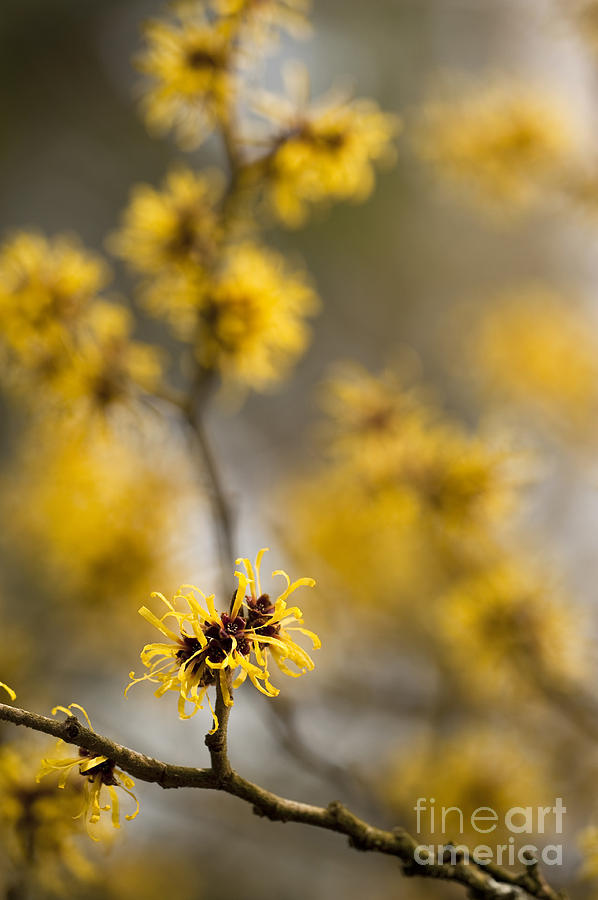 Flower Photograph - Chinese Witch Hazel by Anne Gilbert
