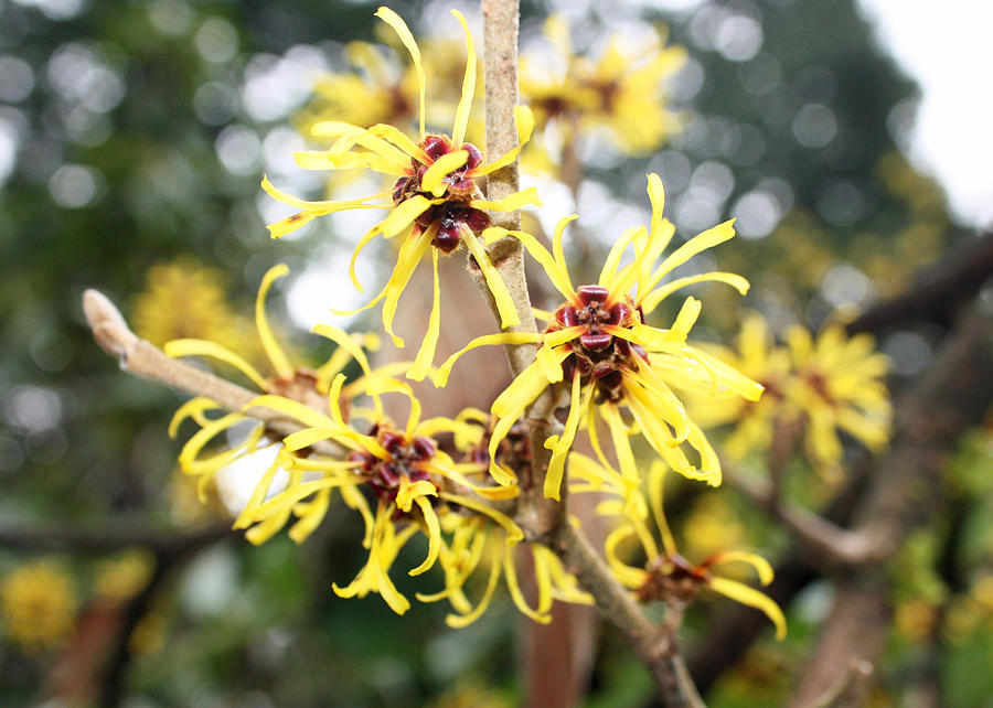 Chinese Witch Hazel Photograph by Gerry Bates