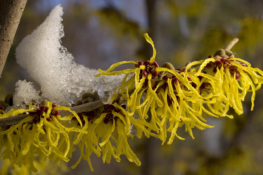 Chinese Witch Hazel In Bloom Photograph by Robert Noonan