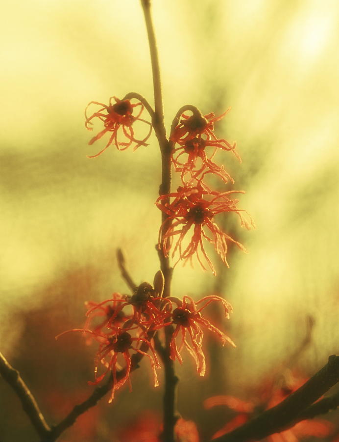 Chinese witch hazel - red Photograph by Ulrich Kunst And Bettina Scheidulin