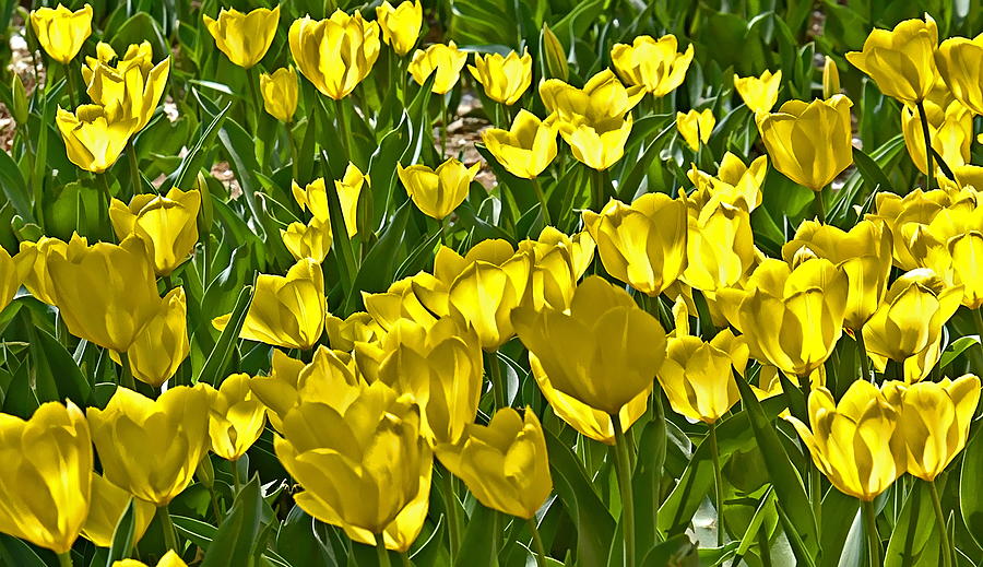 Chinese Yellow Tulips Photograph by Harold Bonacquist - Fine Art America