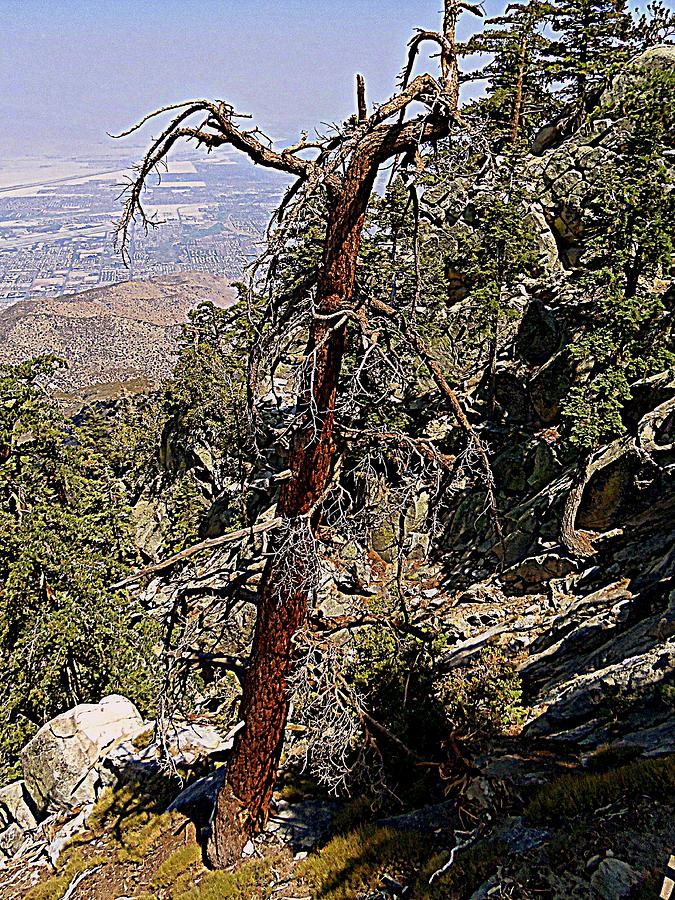 Chino Canyon 4 Photograph by Ron Kandt - Fine Art America