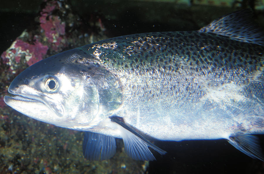 Chinook Or King Salmon Photograph by Greg Ochocki
