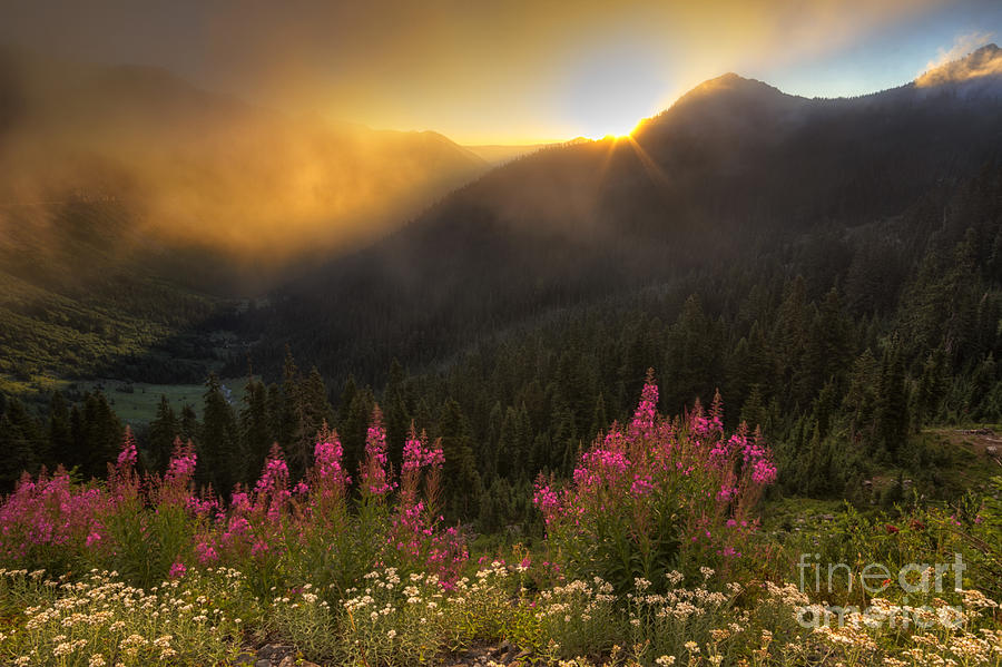 Flower Photograph - Chinook Pass Sunrise II by Mark Kiver