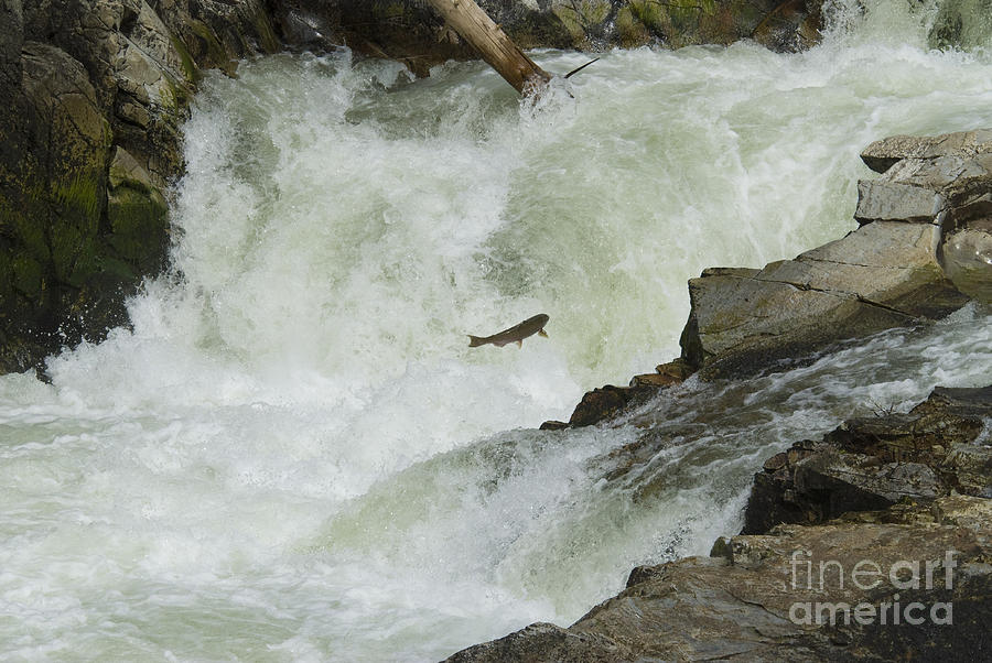 Chinook Salmon Photograph by William H. Mullins