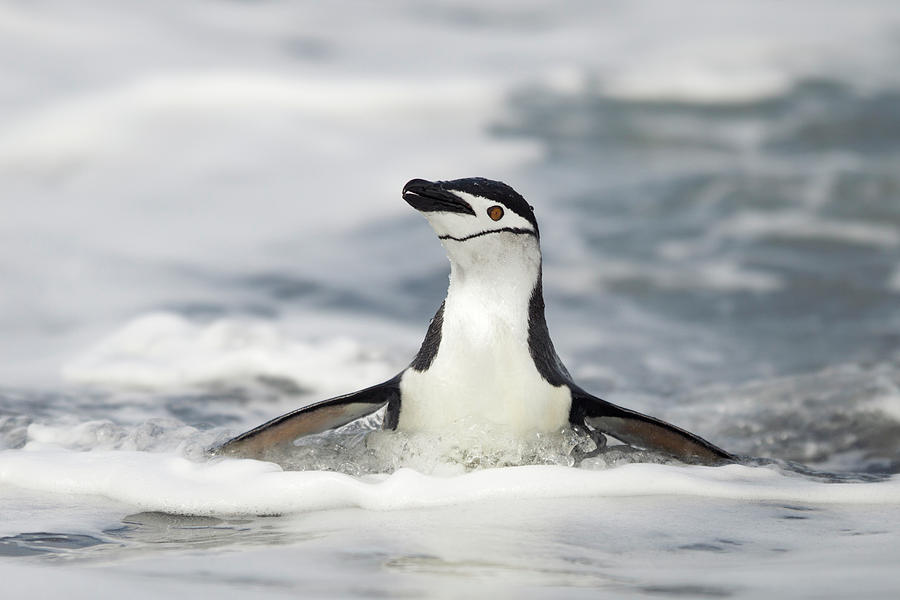 Chinsrtap Penguin, Deception Island Photograph by Paul Souders