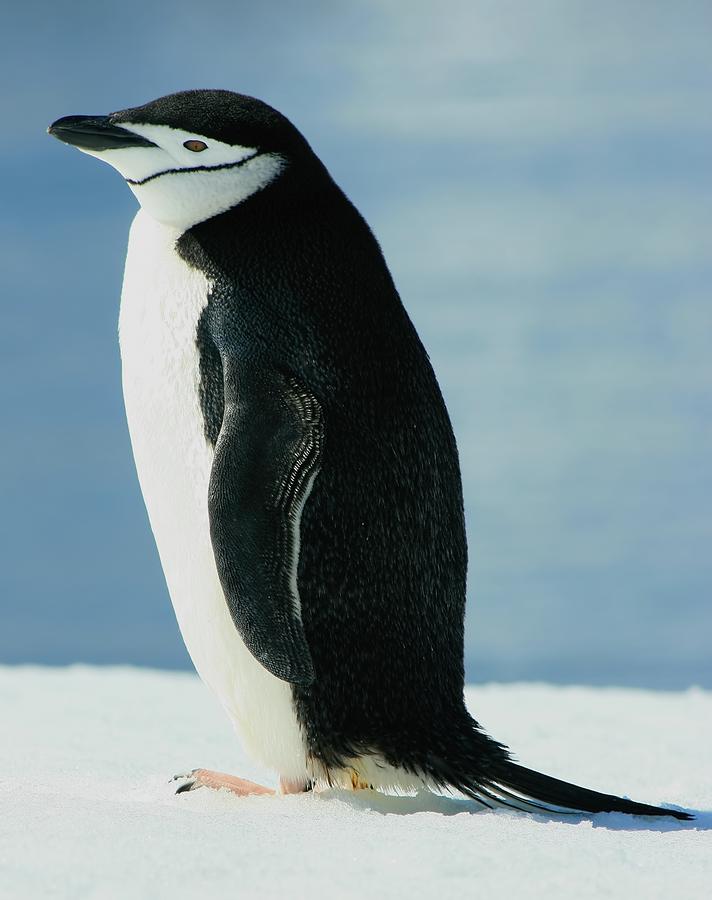 Chinstrap Penguin Photograph by Amanda Stadther