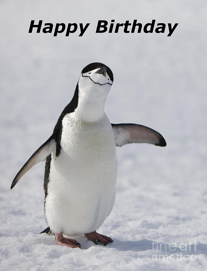 Chinstrap Penguin Photograph by Andy Myatt