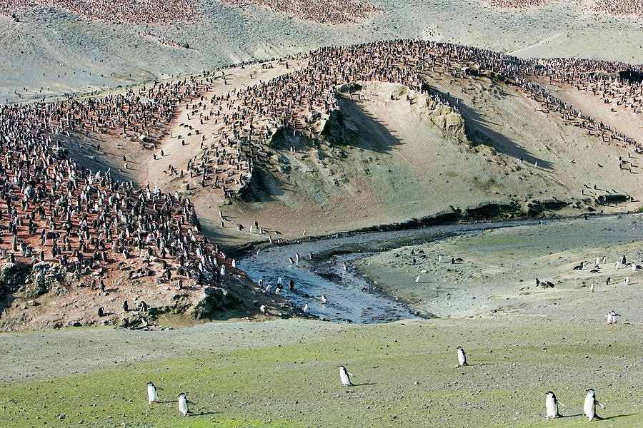 Chinstrap Penguin Colony Photograph by William Ervin/science Photo Library